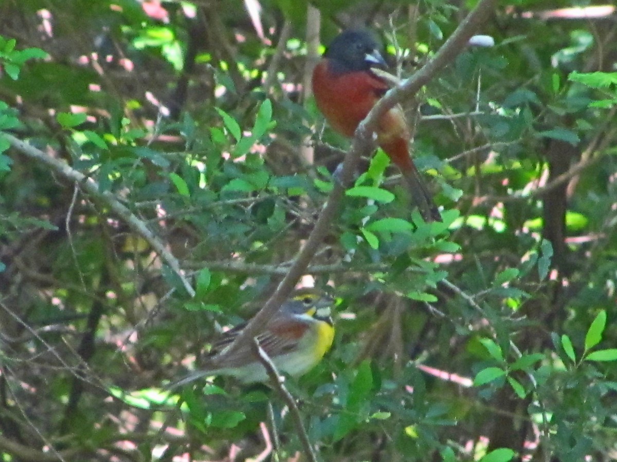 Dickcissel - ML646526708