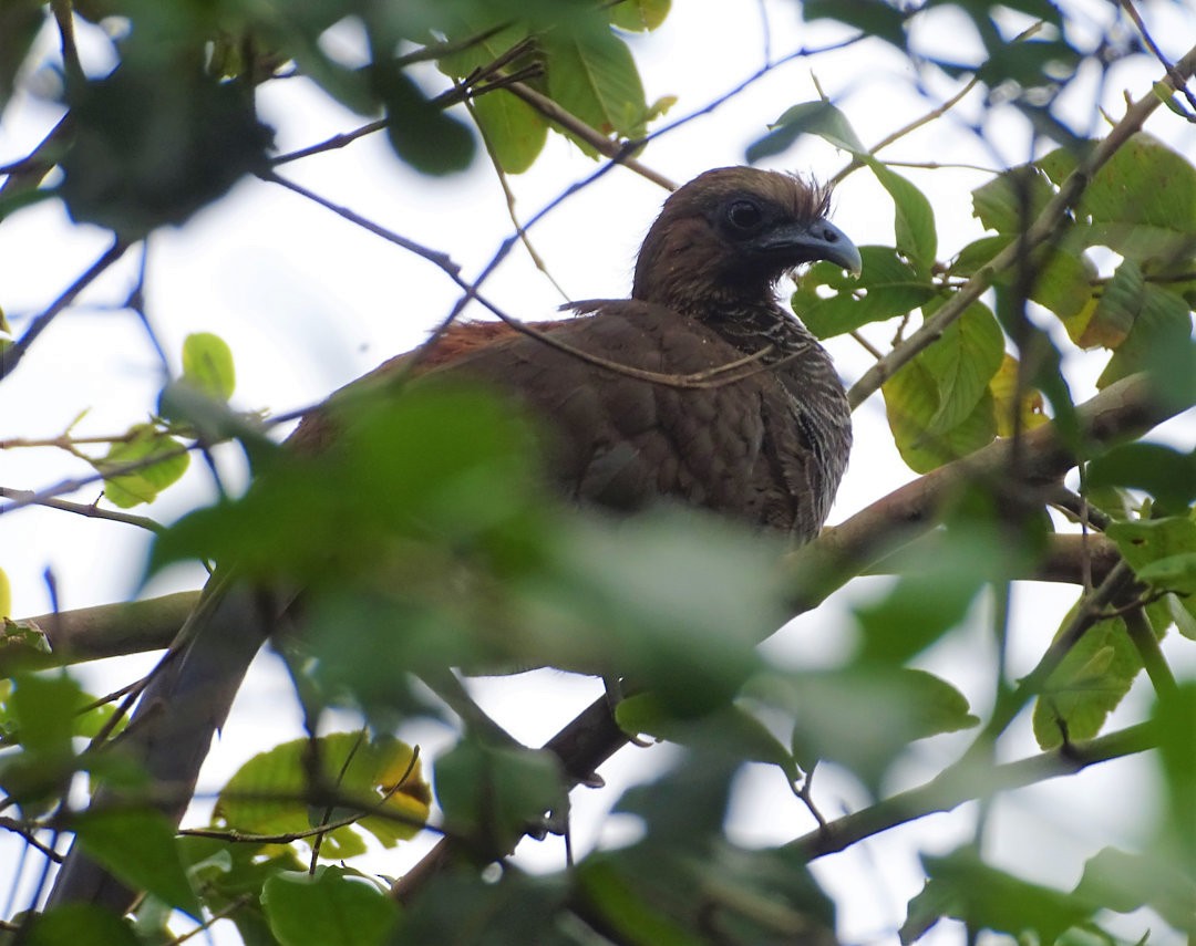 Chachalaca Escamosa - ML646526709