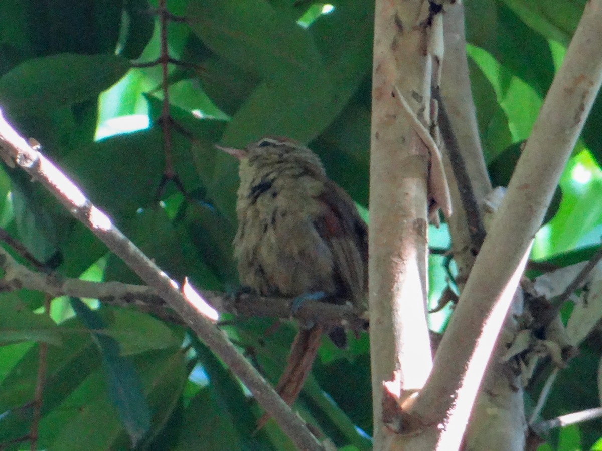 Pallid Spinetail - ML646526710