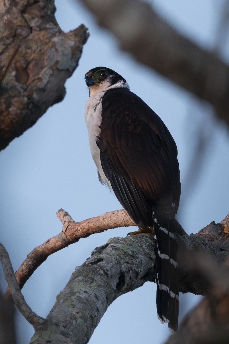 Collared Forest-Falcon - ML646526711