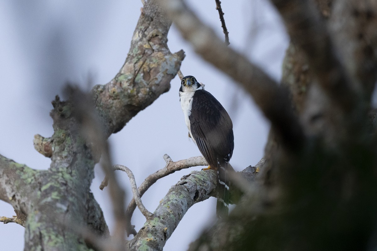 Collared Forest-Falcon - ML646526712