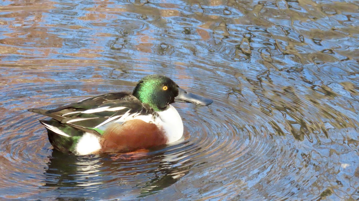 Ahate mokozabal zuria - ML646526718