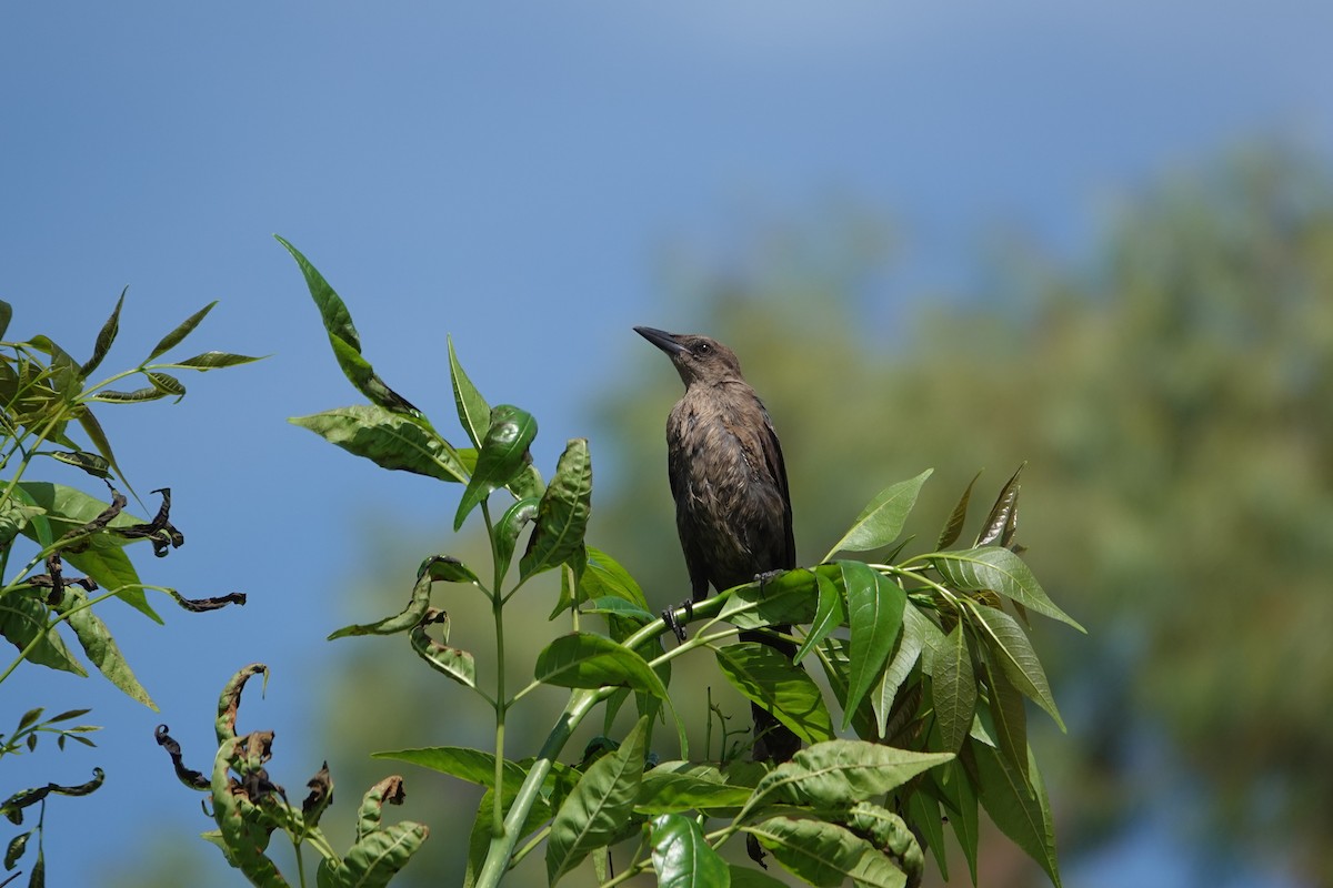Great-tailed Grackle - ML646526721