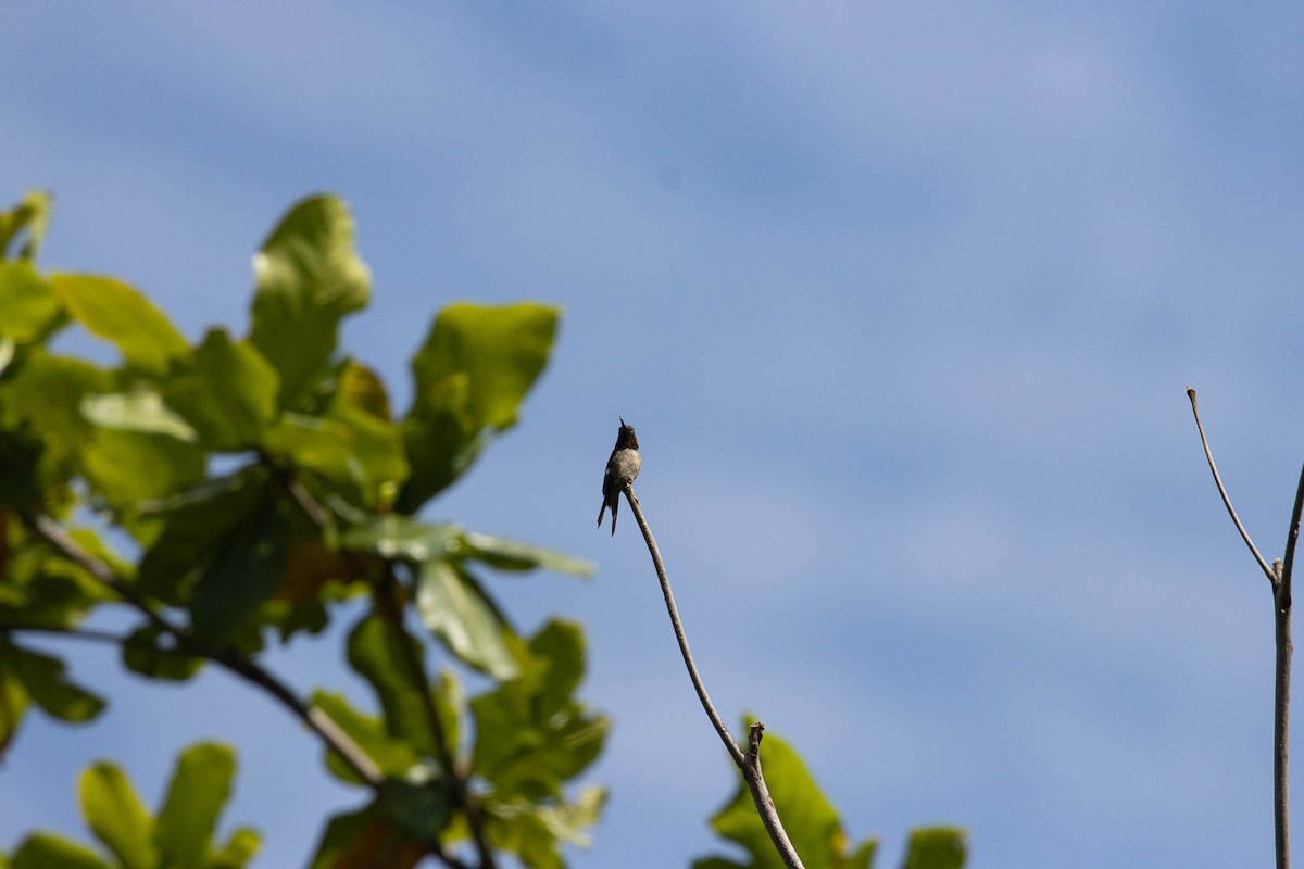 kalypta lilová - ML646526722