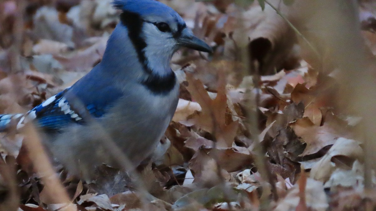 Blue Jay - ML646526726