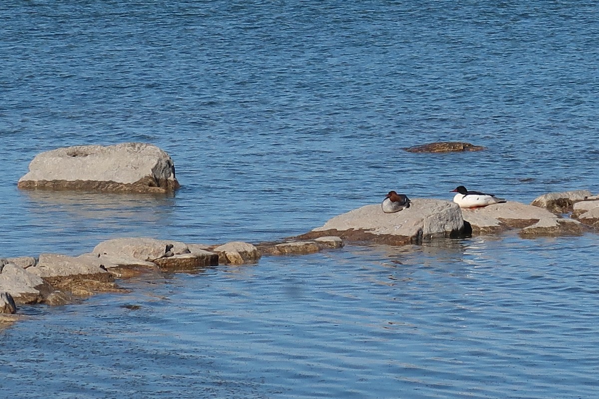 Zerra handia - ML646526727