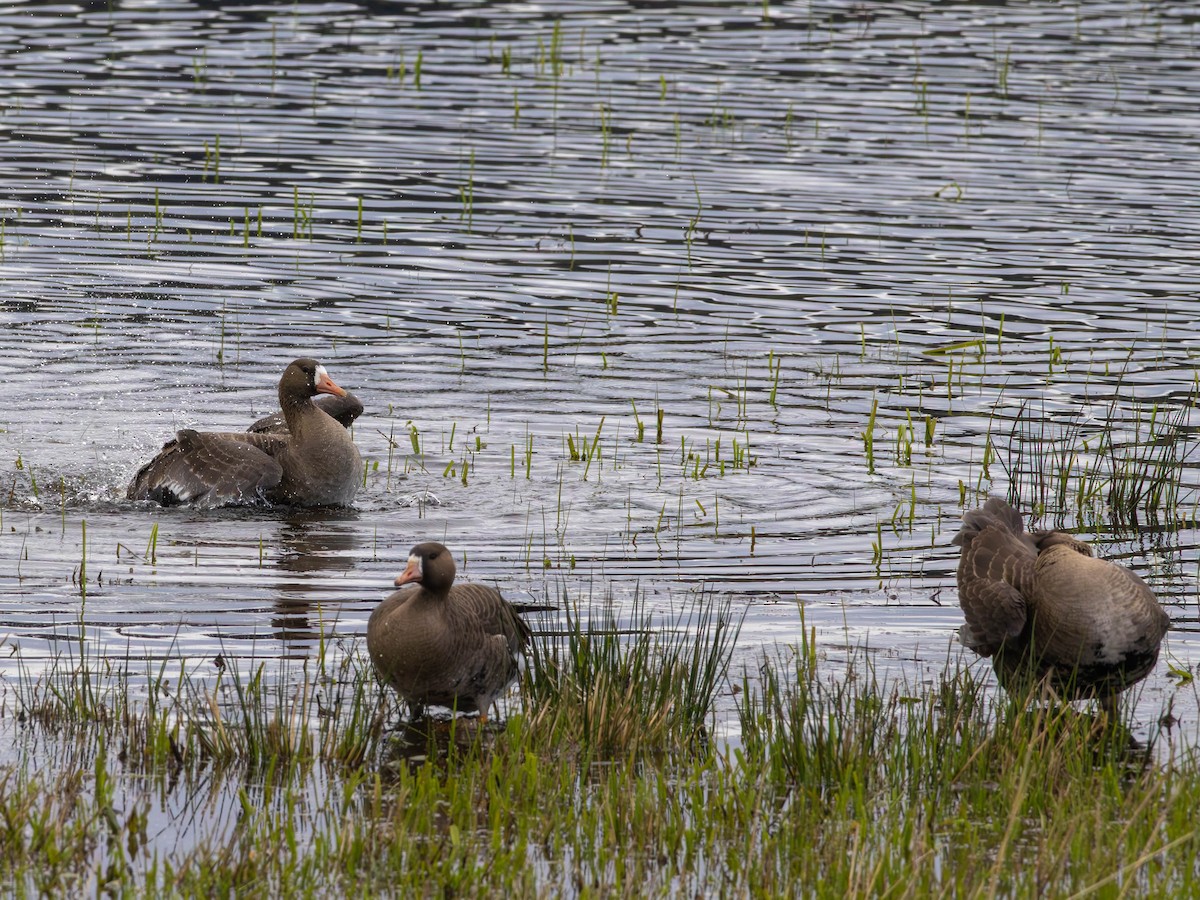 白額雁 - ML646526728