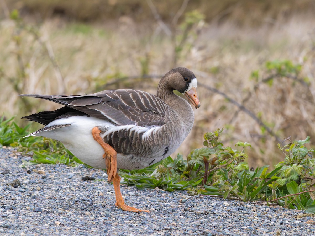 白額雁 - ML646526729