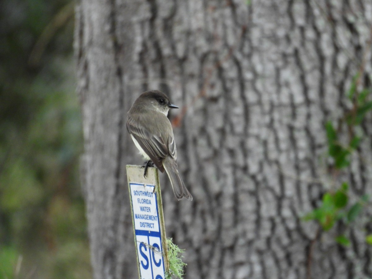 Eastern Phoebe - ML646526730