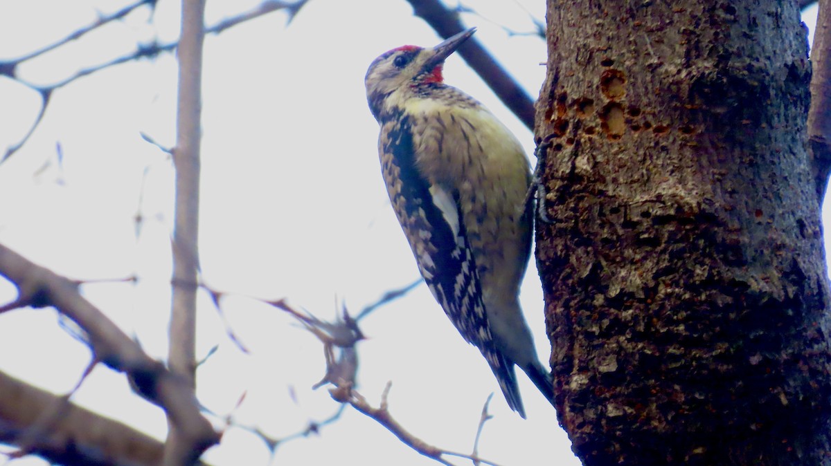 Yellow-bellied Sapsucker - ML646526731