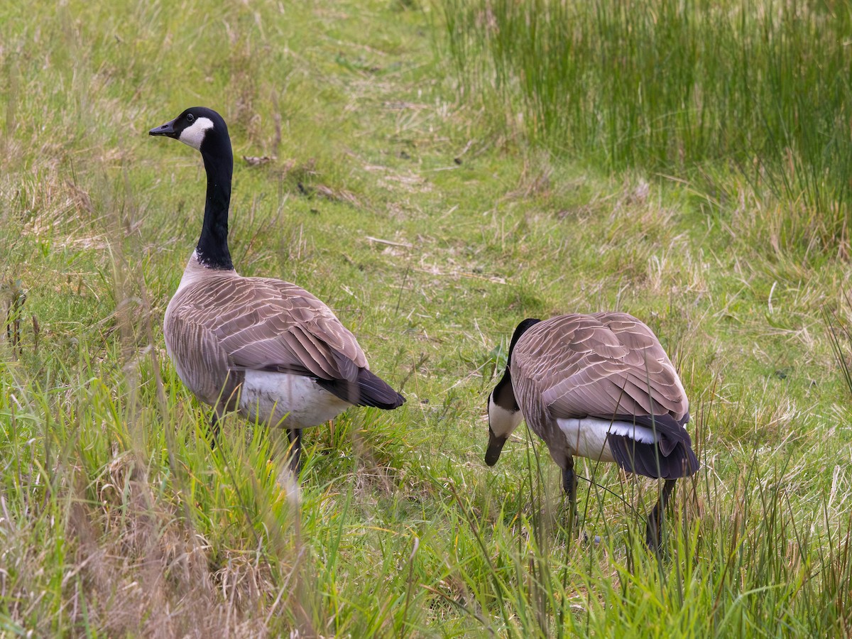 Canada Goose - ML646526732