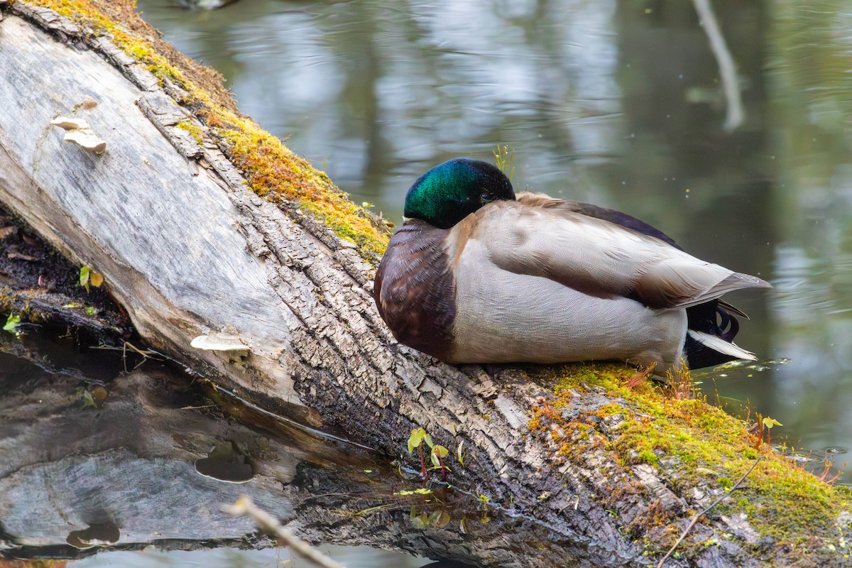 綠頭鴨 - ML646526734