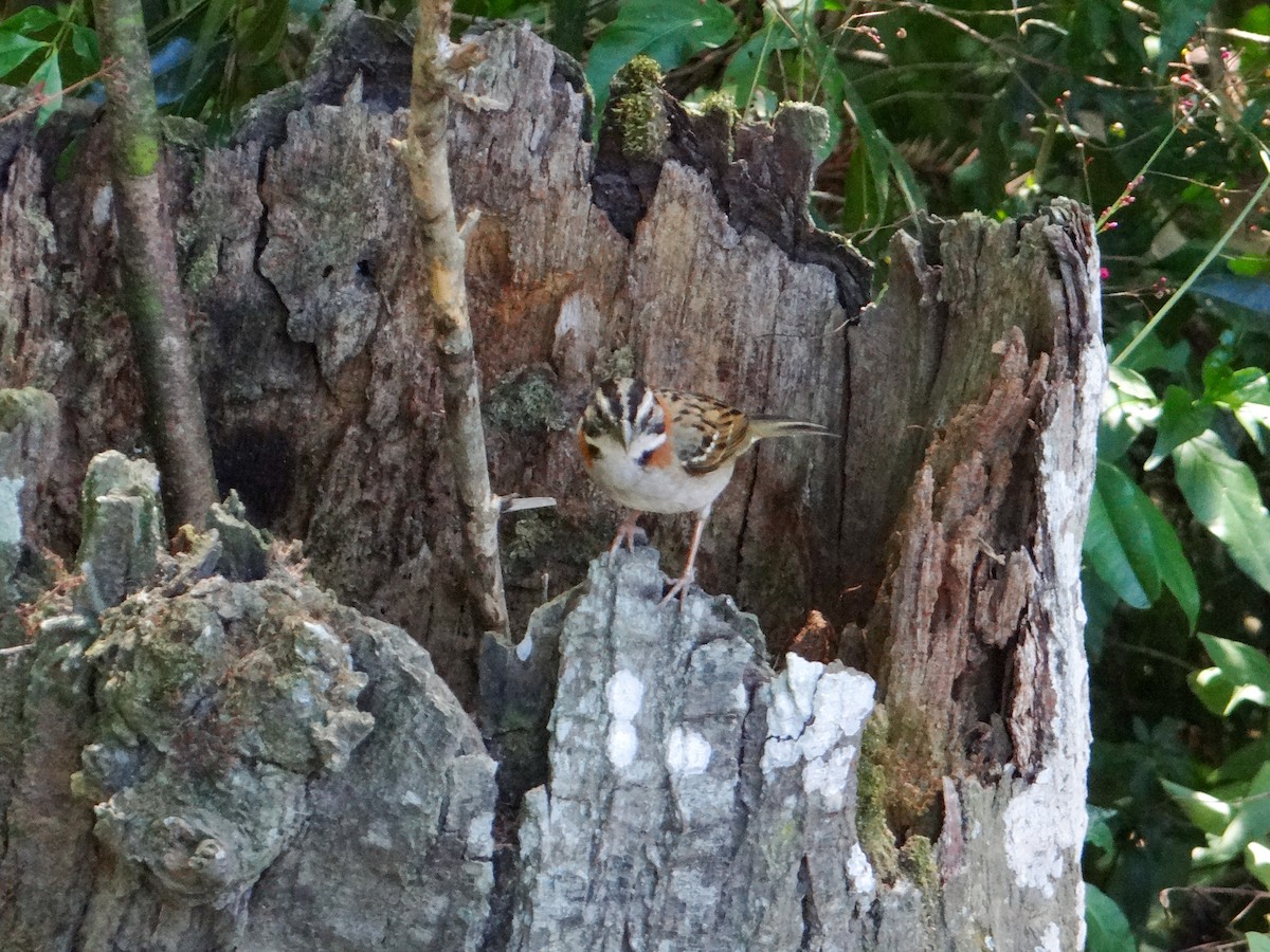 Rufous-collared Sparrow - ML646526735