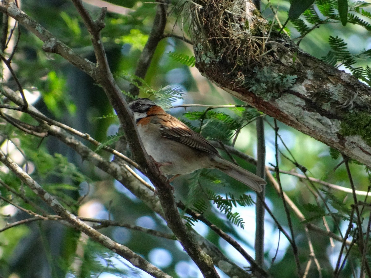 Rufous-collared Sparrow - ML646526737