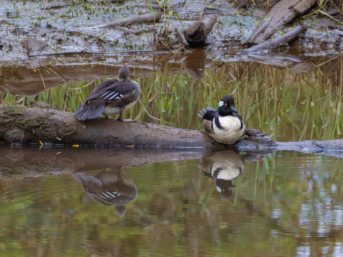 Hooded Merganser - ML646526738