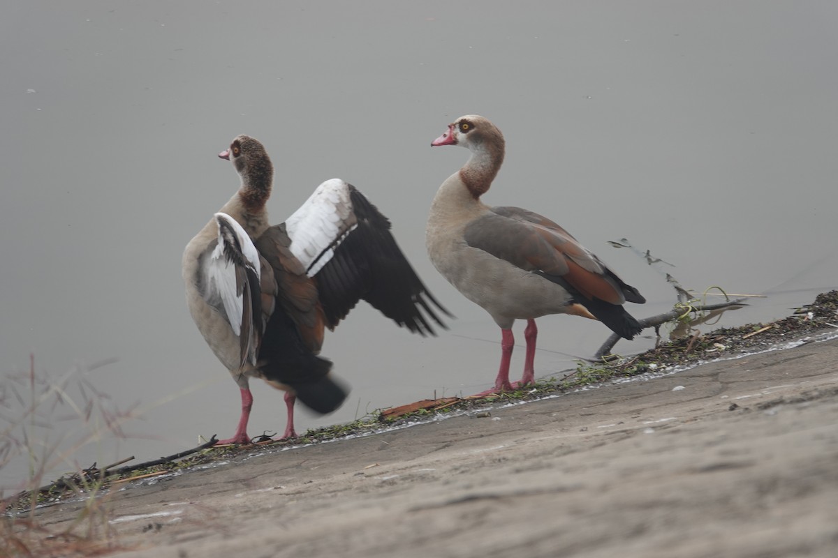 埃及雁 - ML646526739