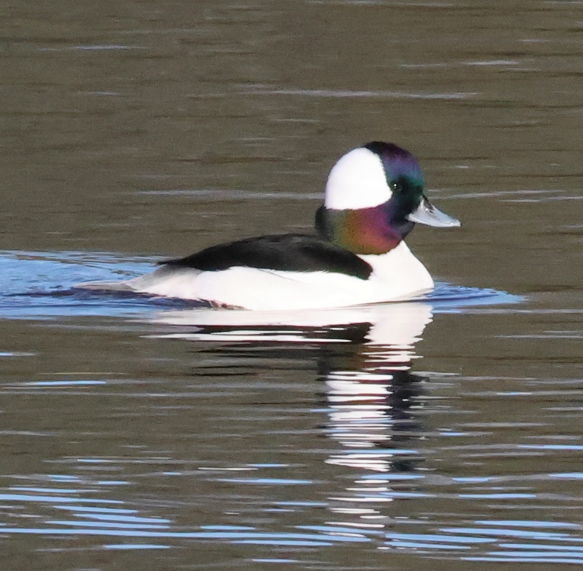 Bufflehead - ML646526740