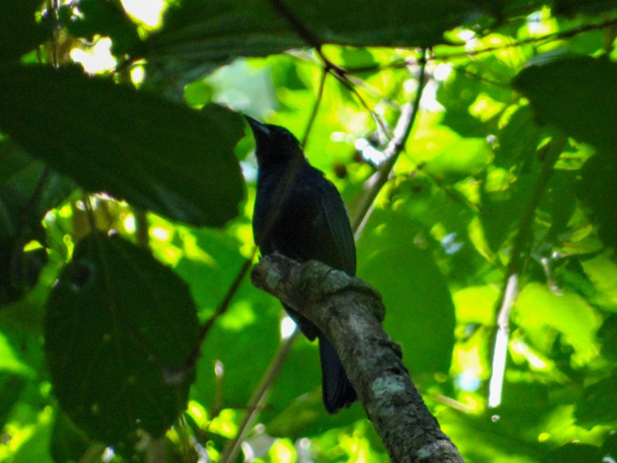 Ruby-crowned Tanager - ML646526741