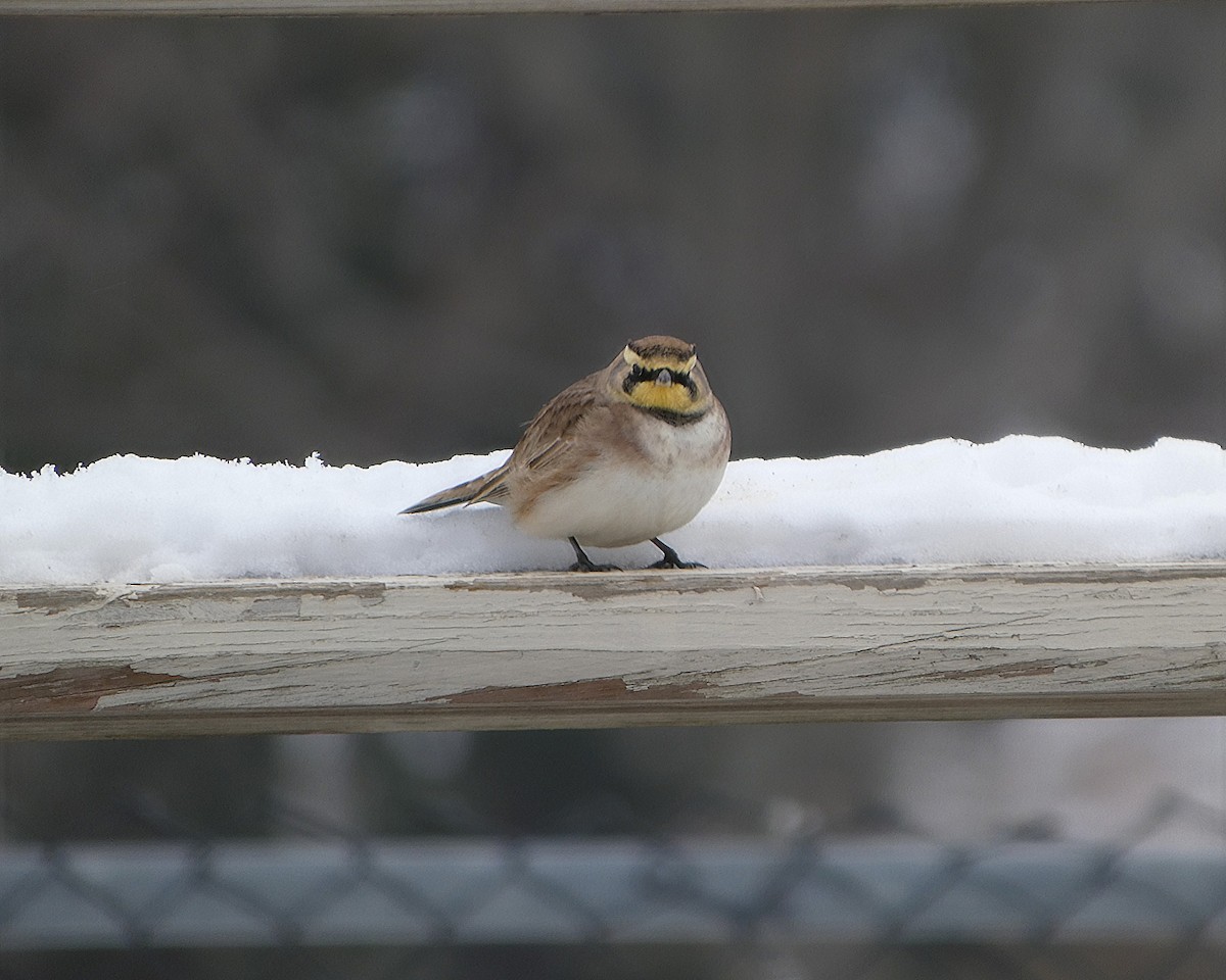 Horned Lark - ML646526742
