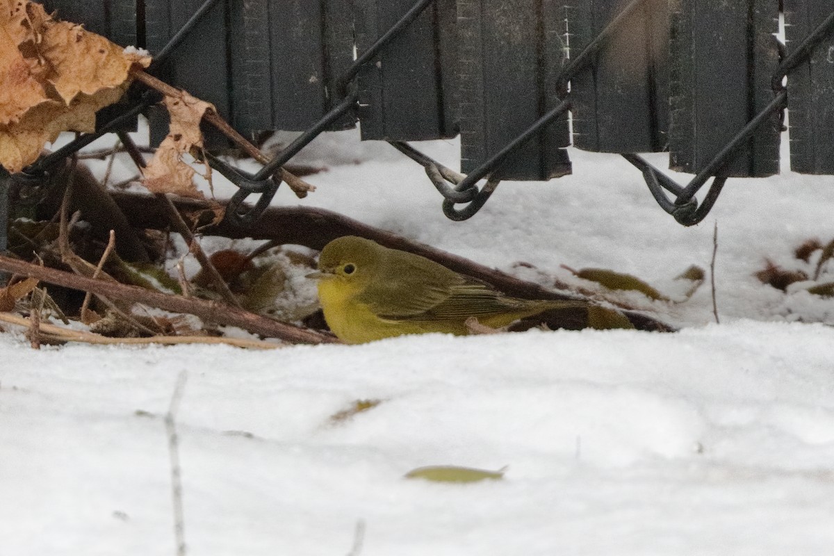 lesňáček zlatotemenný - ML646526744