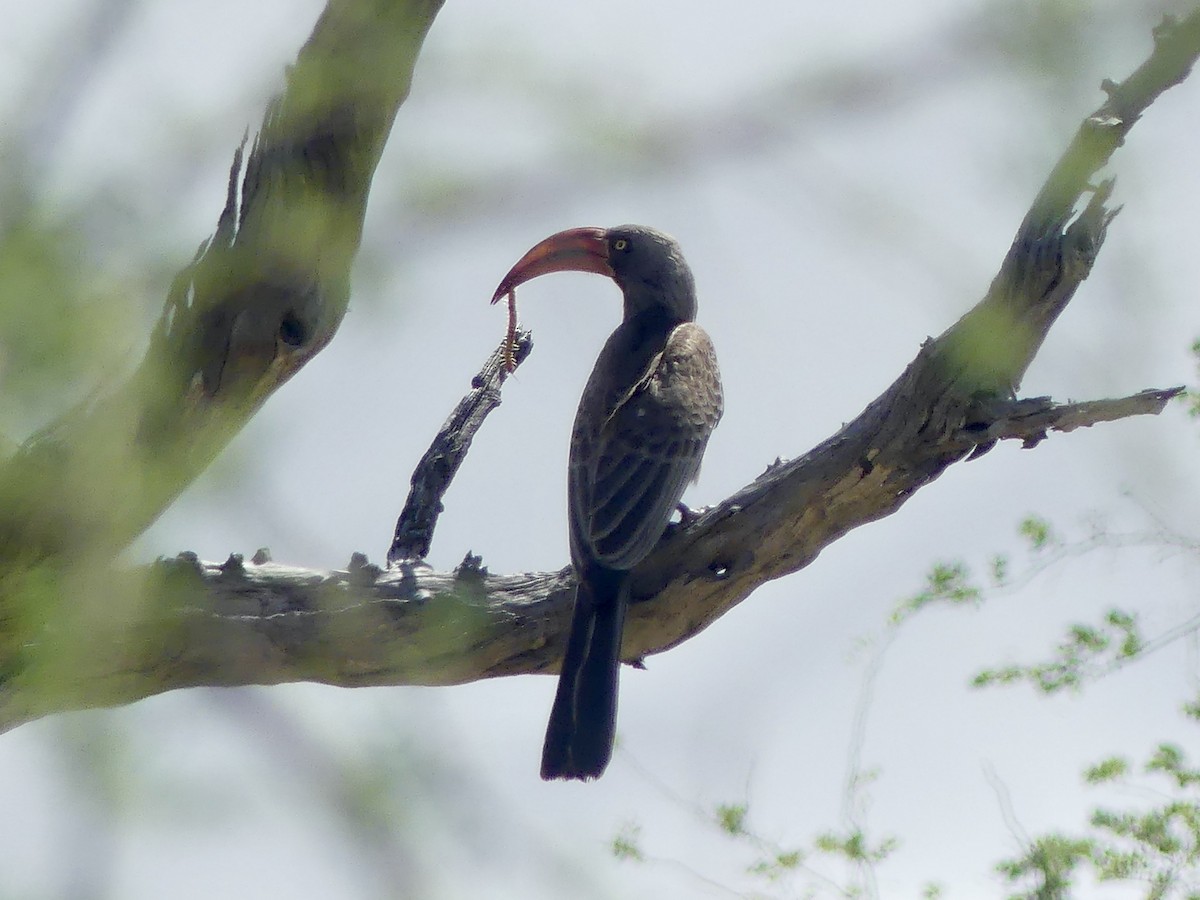 Bradfield's Hornbill - ML646526746