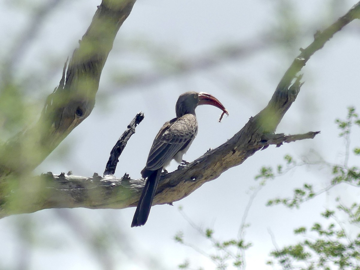 Bradfield's Hornbill - ML646526747