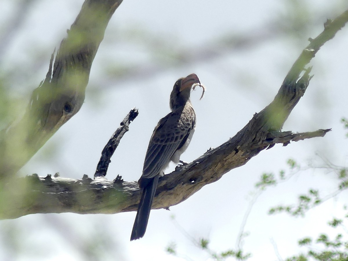 Bradfield's Hornbill - ML646526748