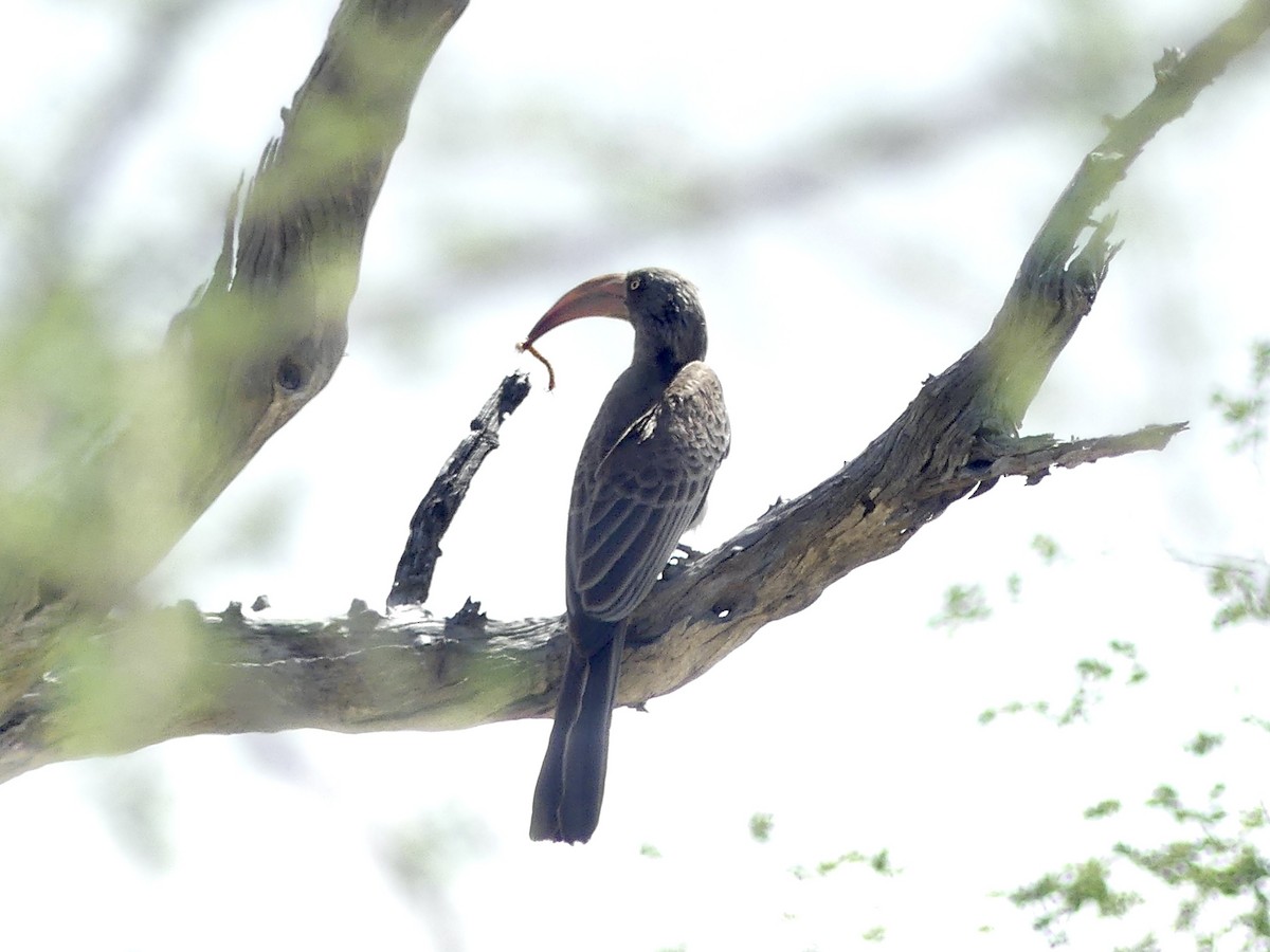 Bradfield's Hornbill - ML646526749
