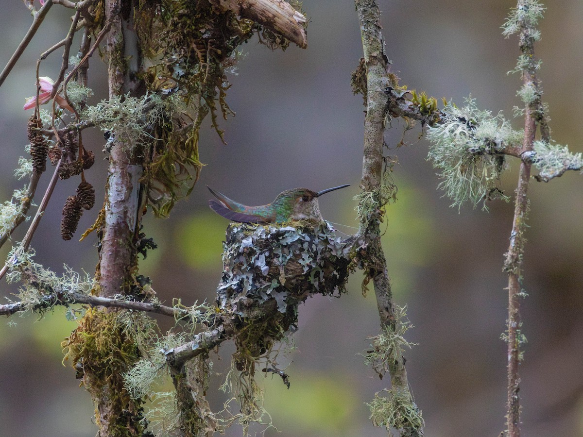 Rufous Hummingbird - ML646526750