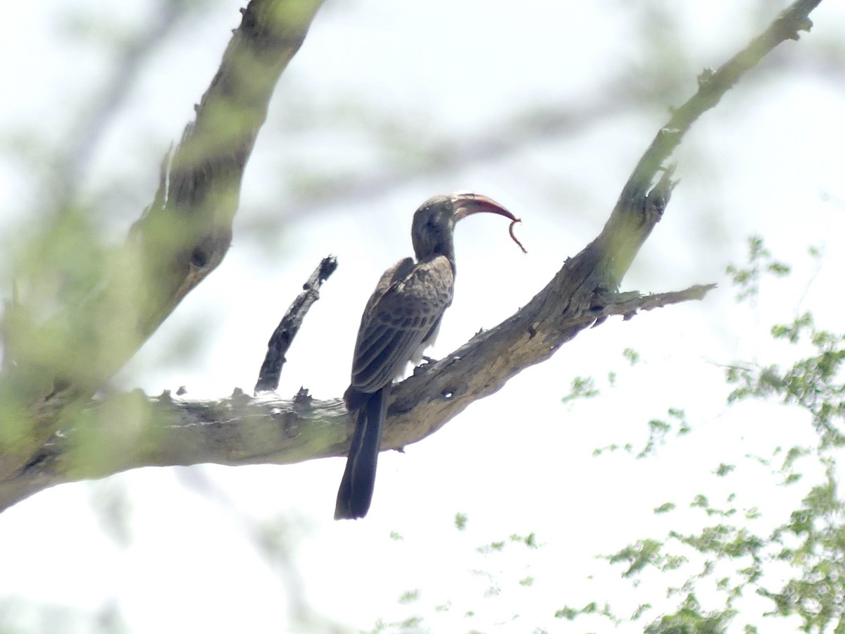 Bradfield's Hornbill - ML646526752