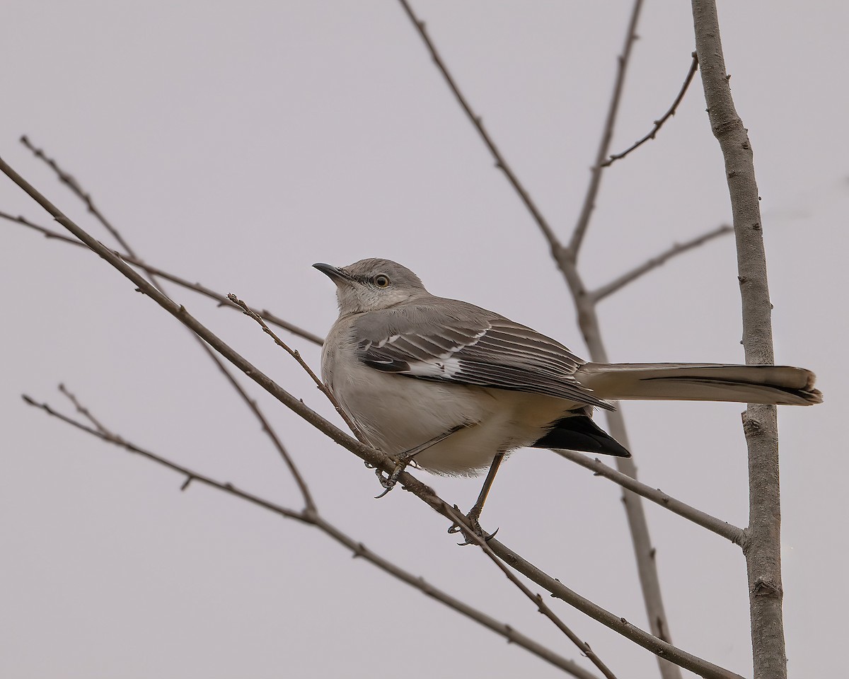 Northern Mockingbird - ML646526753