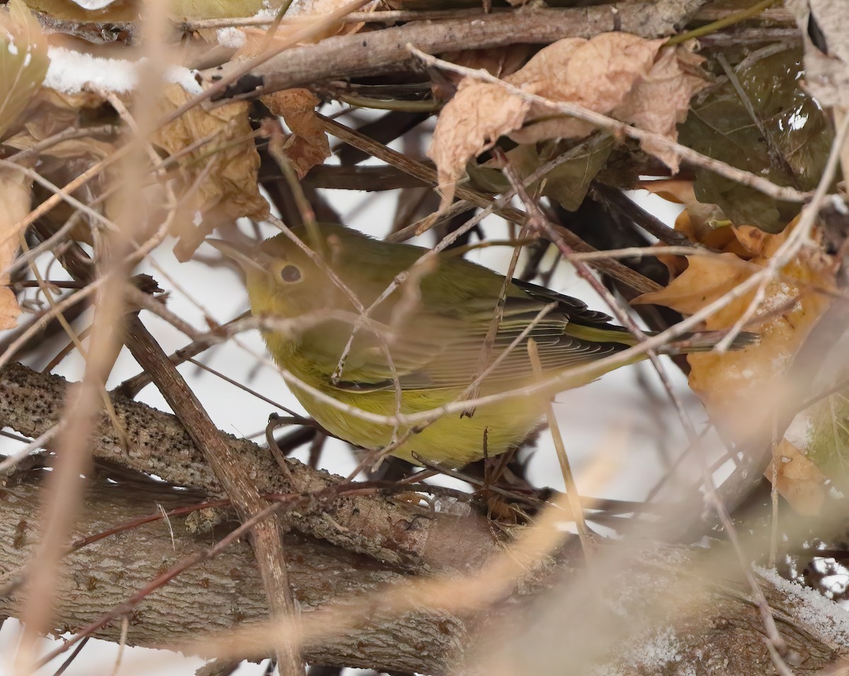 lesňáček zlatotemenný - ML646526755