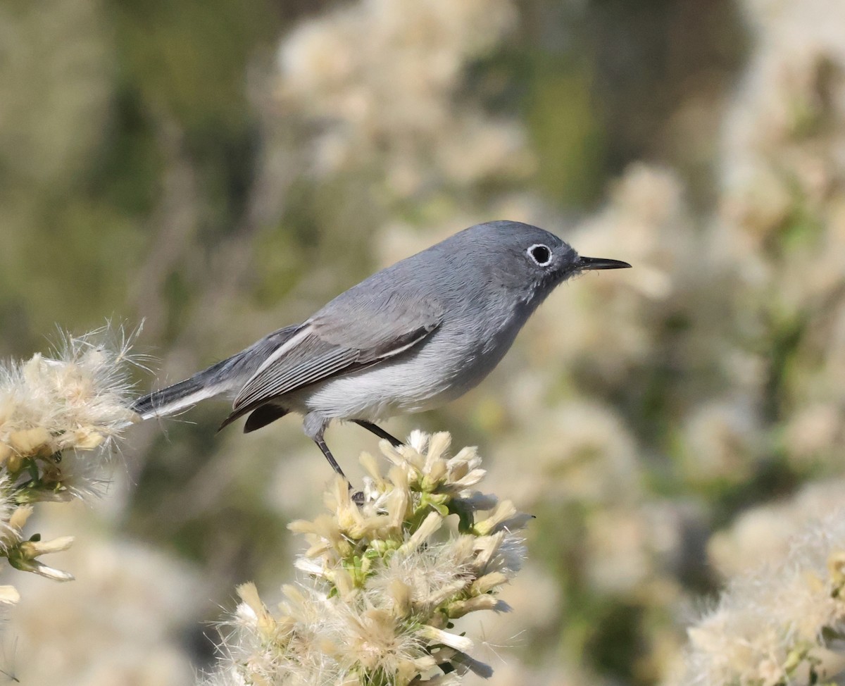Blue-gray Gnatcatcher - ML646526756