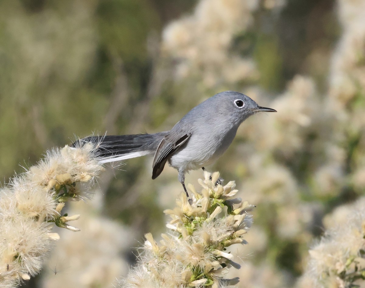 Blue-gray Gnatcatcher - ML646526757