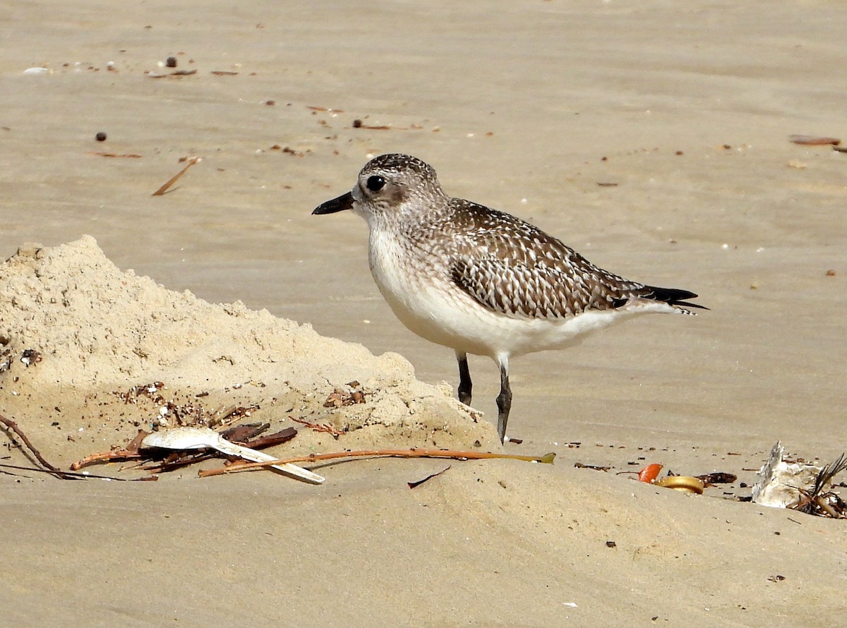 灰斑鴴 - ML646526759