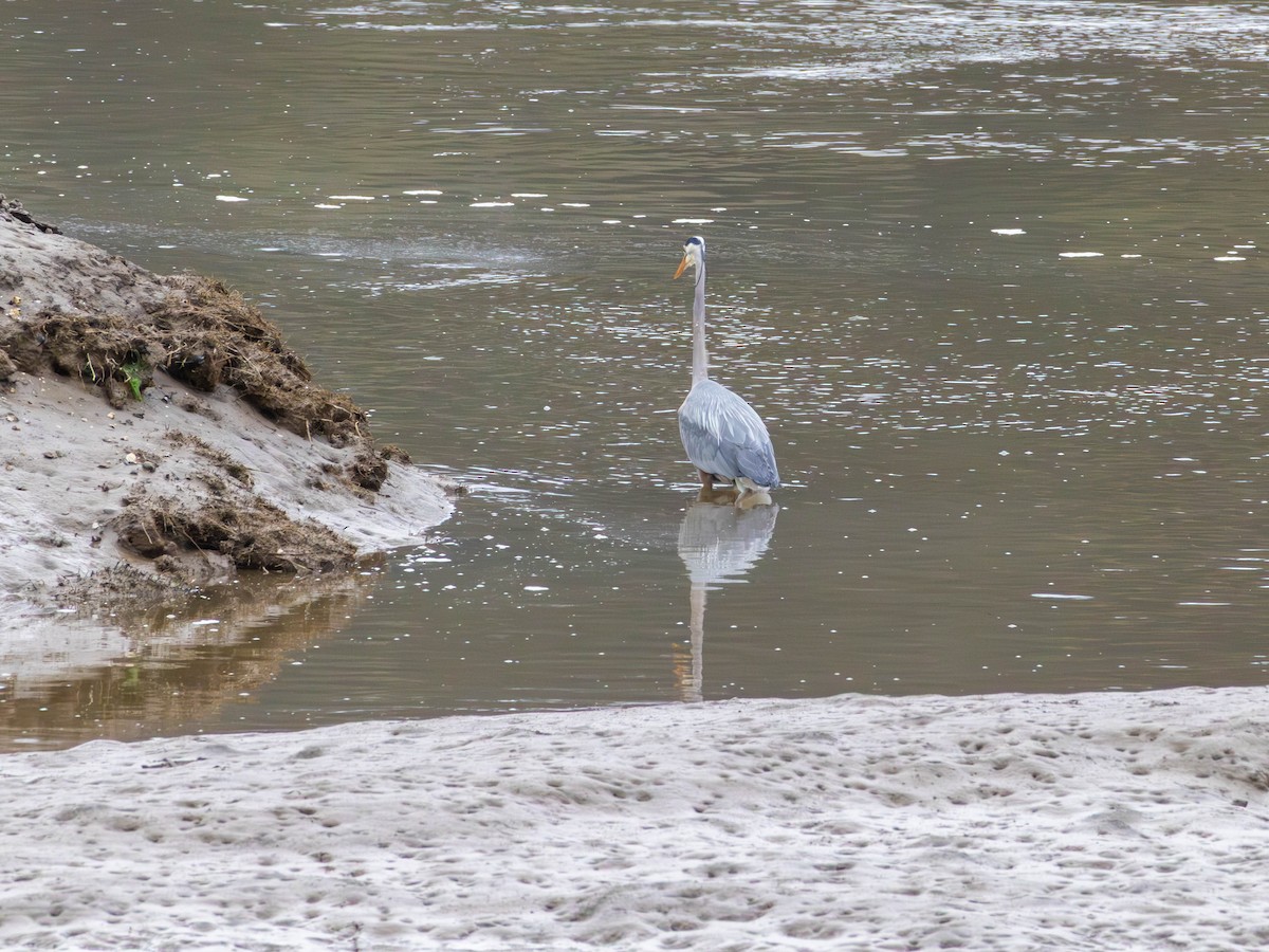 Great Blue Heron - ML646526760