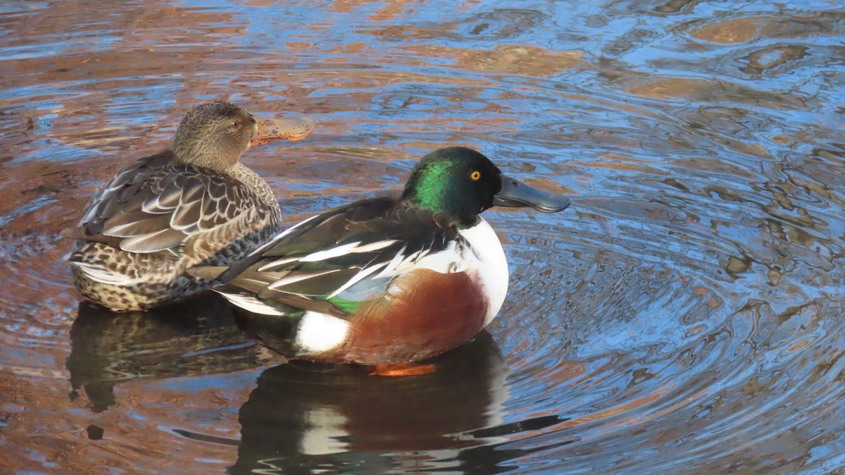 Ahate mokozabal zuria - ML646526762