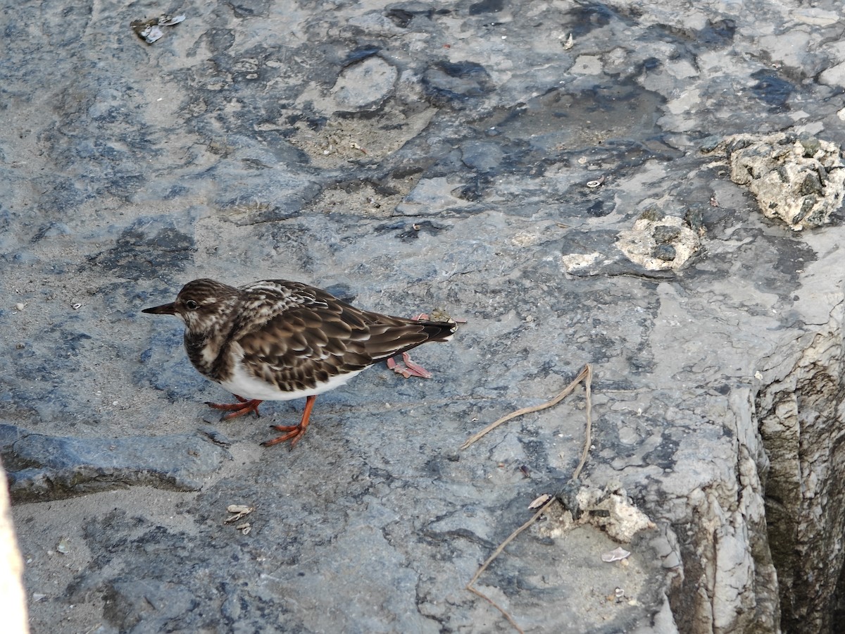 Ruddy Turnstone - ML646526763