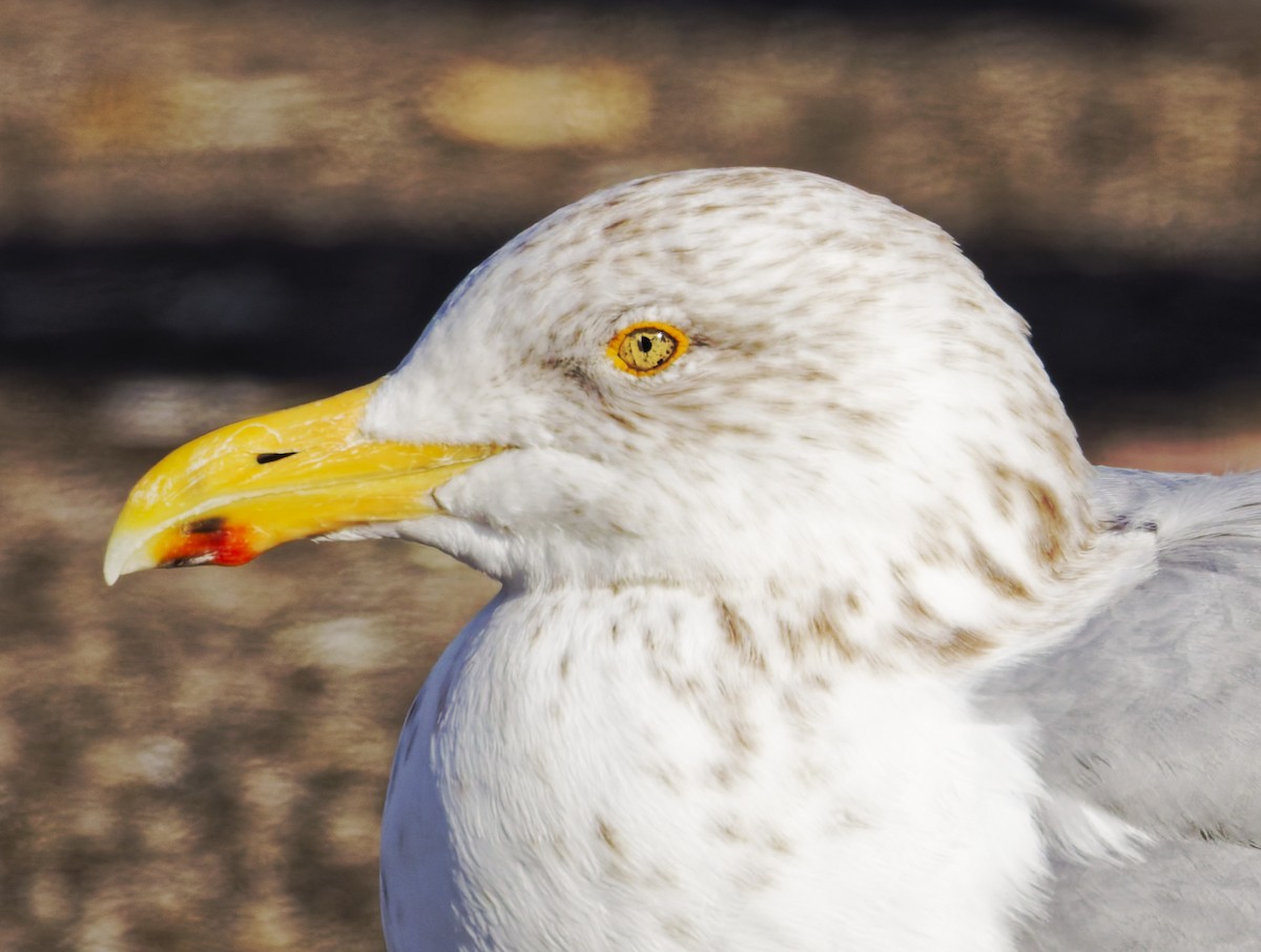 American Herring Gull - ML646526766