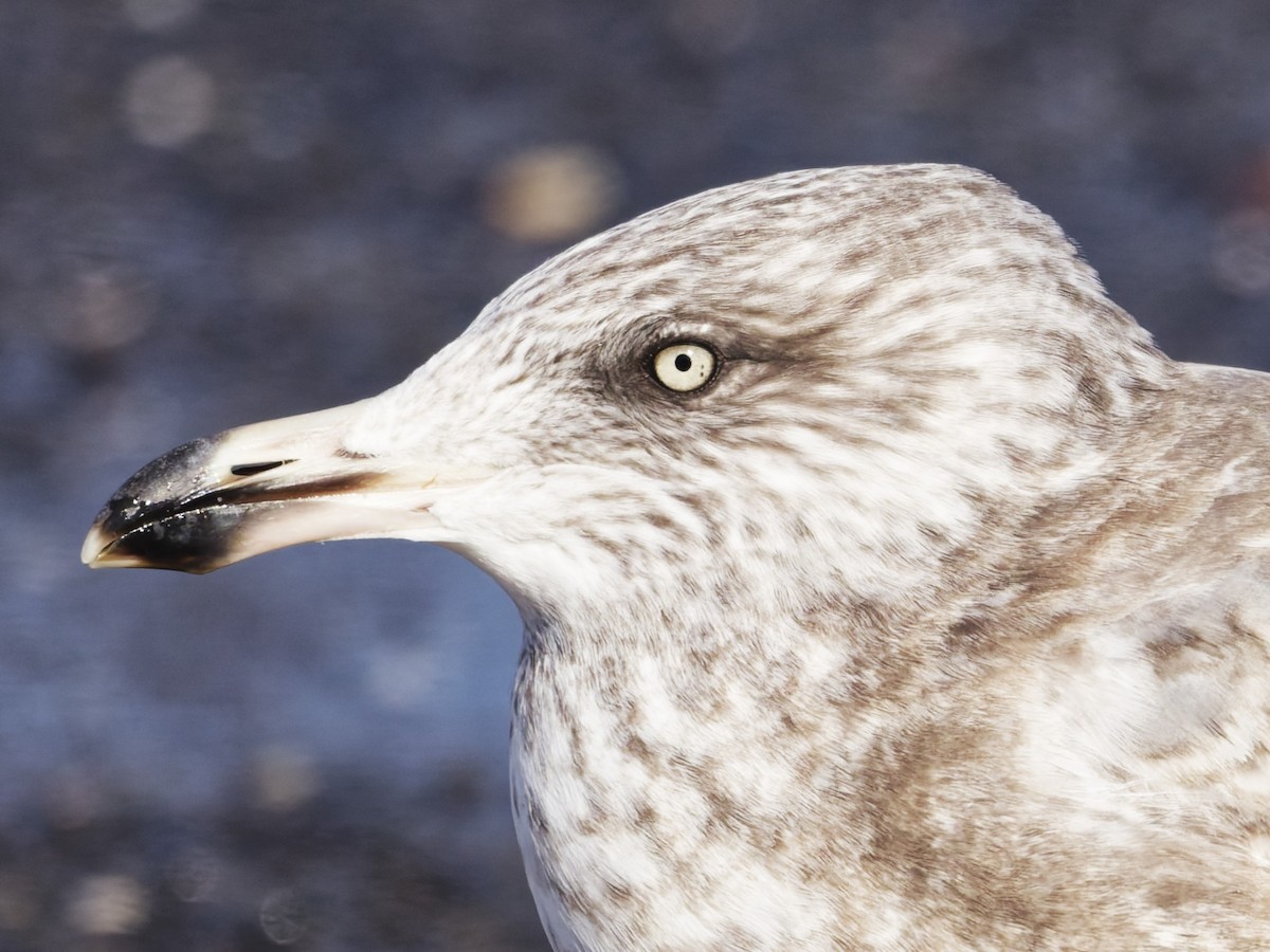 American Herring Gull - ML646526767