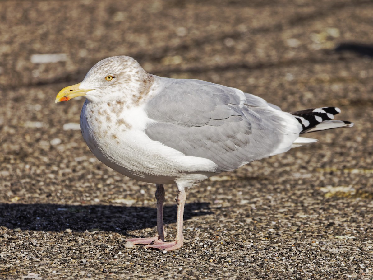 American Herring Gull - ML646526768