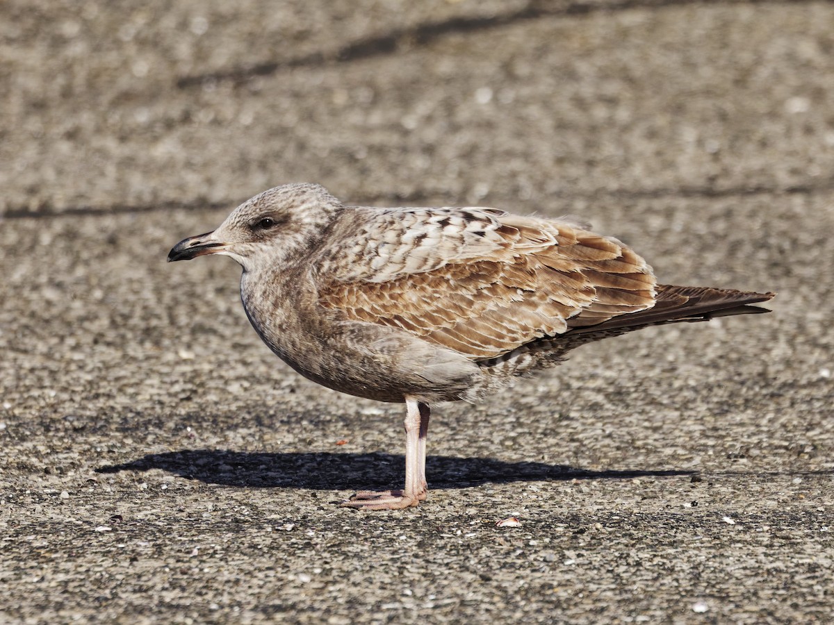 American Herring Gull - ML646526769