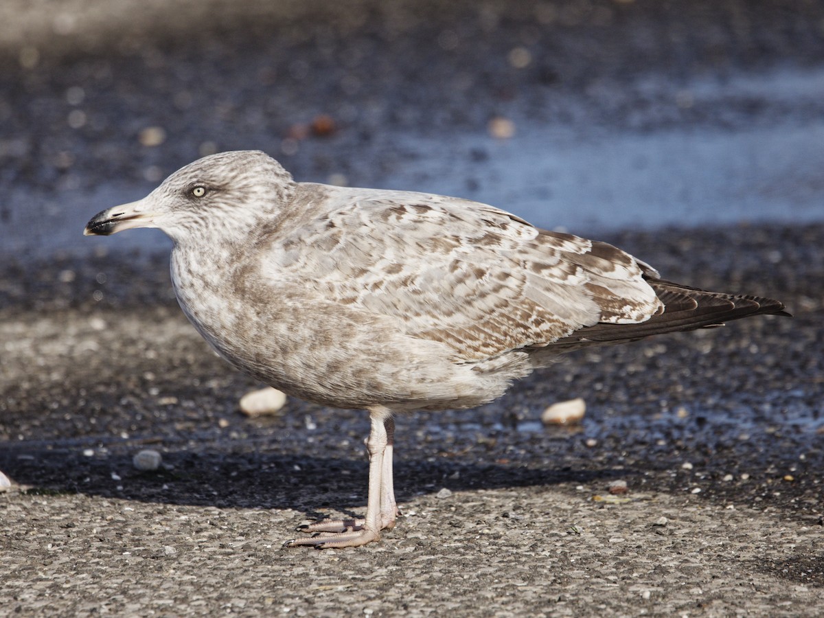 American Herring Gull - ML646526770