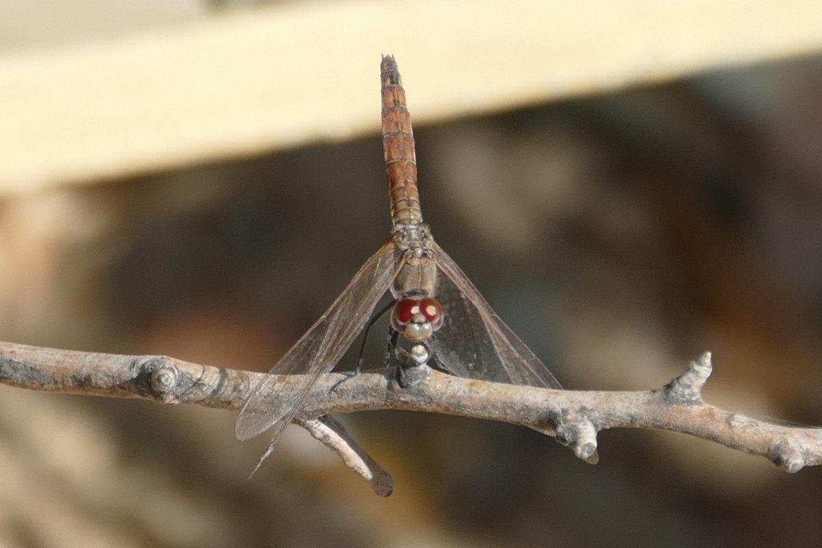 Violet Dropwing - ML646526771