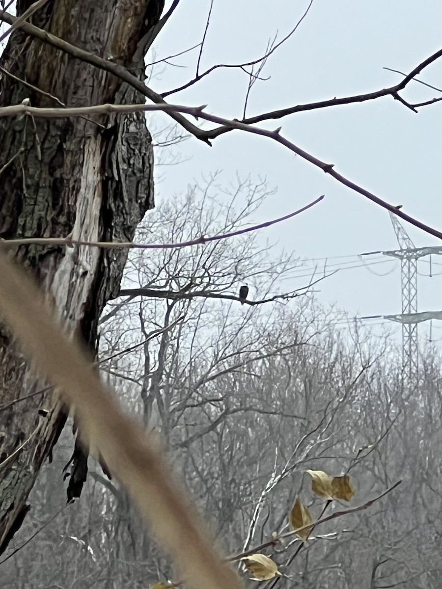 Bald Eagle - ML646526772