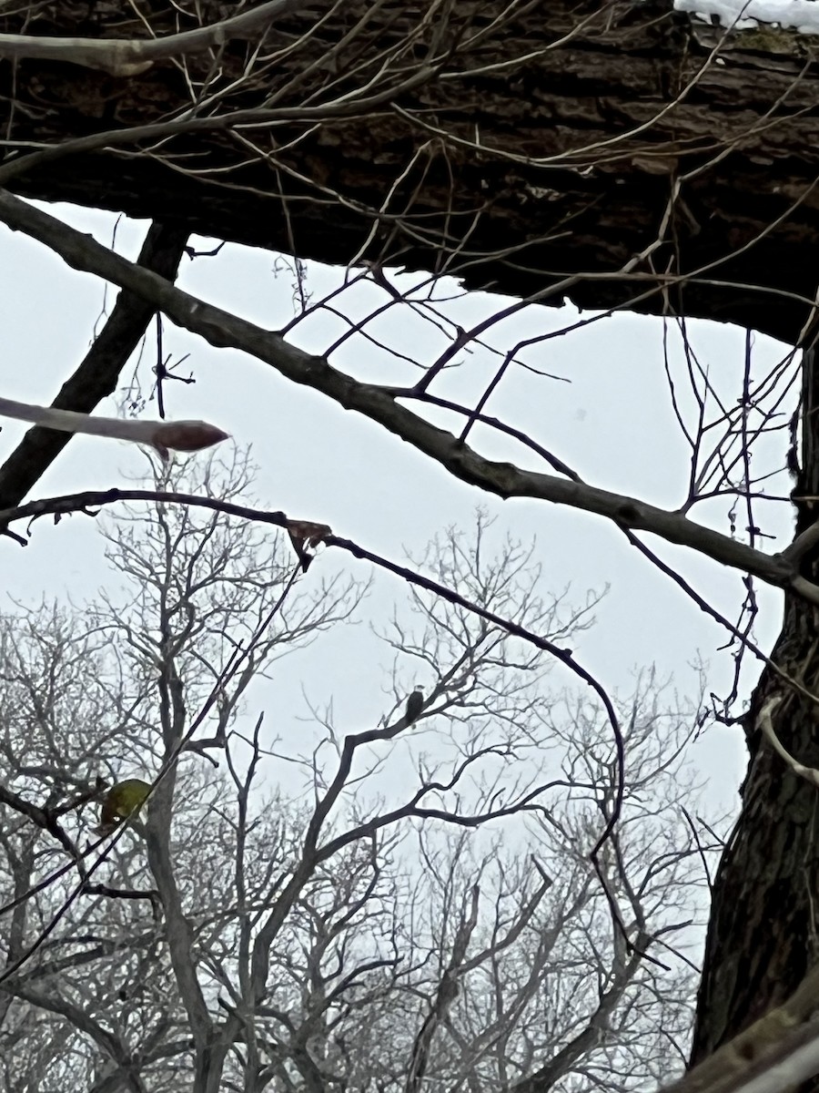 Bald Eagle - ML646526773