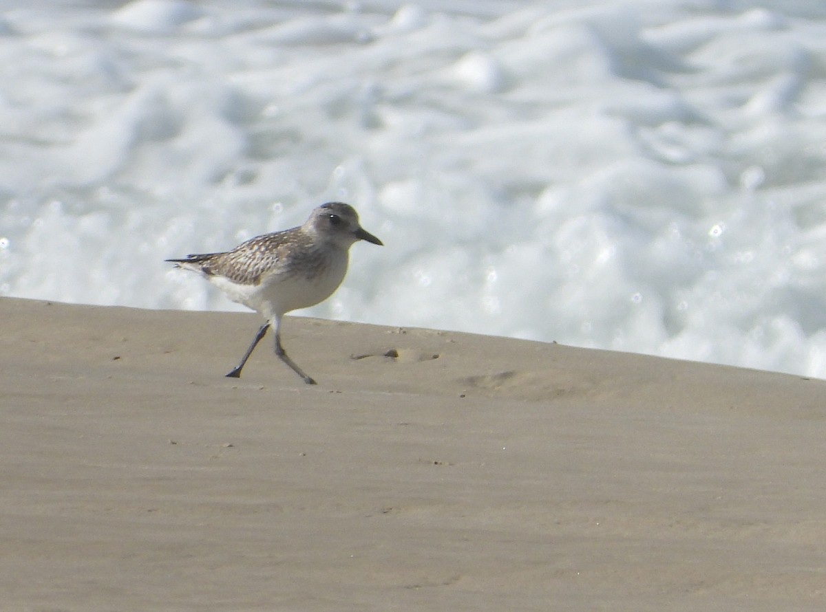 Буурал сүвээ цагаан - ML646526778