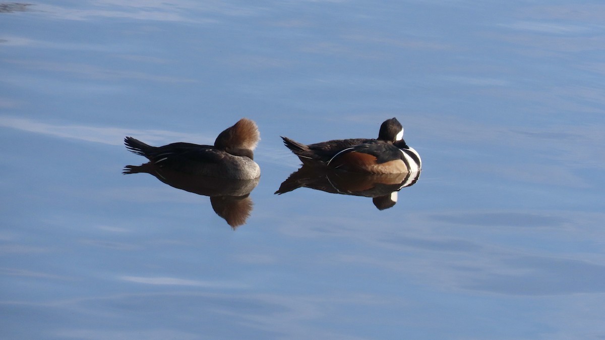 Zerra buruhandia - ML646526781