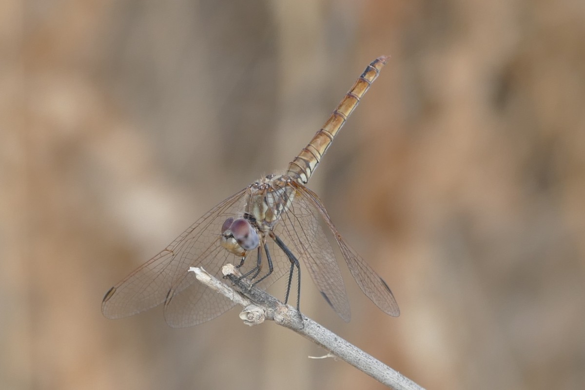 Violet Dropwing - ML646526782