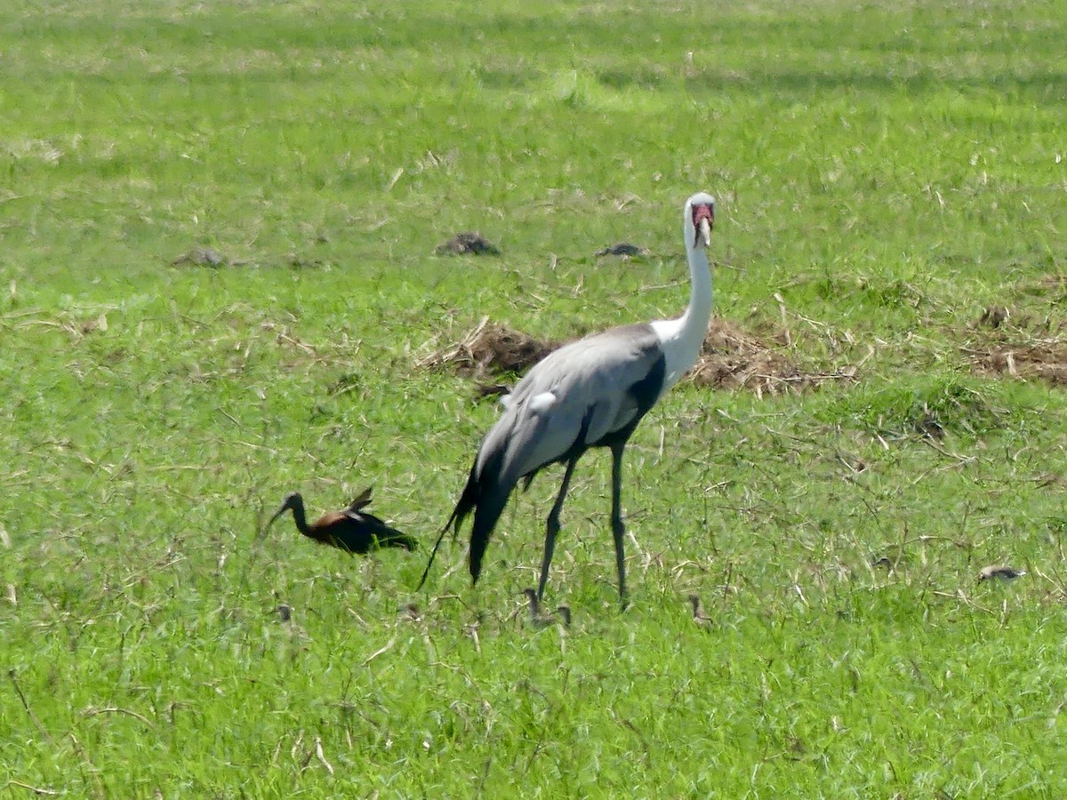 Wattled Crane - ML646526783